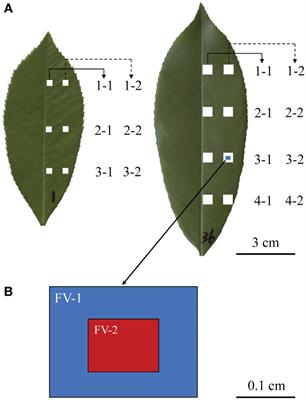 Significant correlation between leaf vein length per unit area and stomatal density: evidence from Red Tip and Chinese photinias